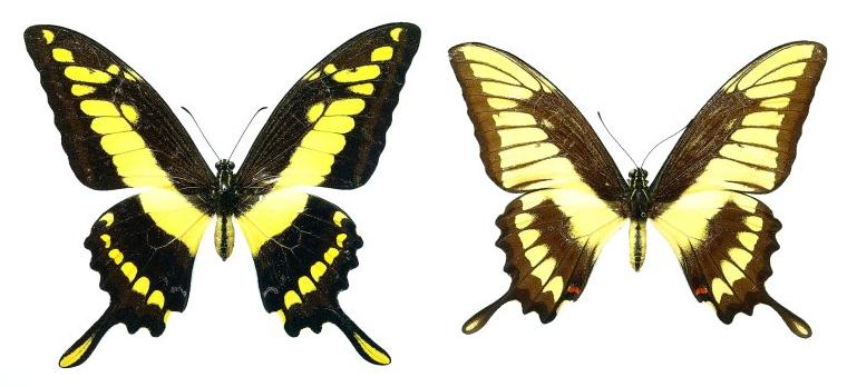 Papilio thoas (collection, normal and aberrant) (Internet Image property of respective owner, non-commercial use only)